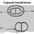 Structure bactérienne 9