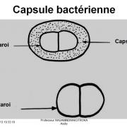 Structure bactérienne 9