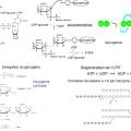 Synthèse du glycogène