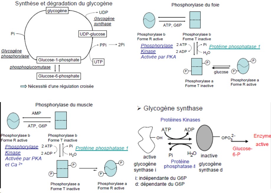 Synthèse et dégradation du glycogène 1