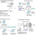 Synthèse et dégradation du glycogène 1