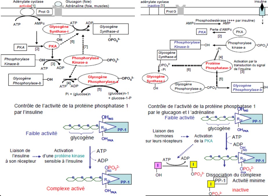 Synthèse et dégradation du glycogène 2