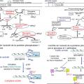 Synthèse et dégradation du glycogène 2