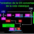 Système complément 5