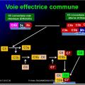 Système complément 7