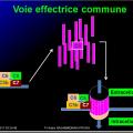 Système complément 8