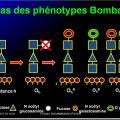 Systèmes - groupes érythrocytaires 10