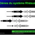 Systèmes - groupes érythrocytaires 12