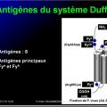 Systèmes - groupes érythrocytaires 18