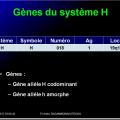 Systèmes - groupes érythrocytaires 2