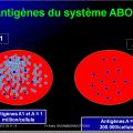 Systèmes - groupes érythrocytaires 6
