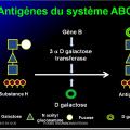Systèmes - groupes érythrocytaires 8