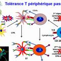 Tolérance immunitaire 10