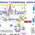 Tolérance immunitaire 12