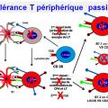 Tolérance immunitaire 14