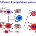 Tolérance immunitaire 15