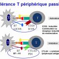 Tolérance immunitaire 16