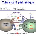 Tolérance immunitaire 18