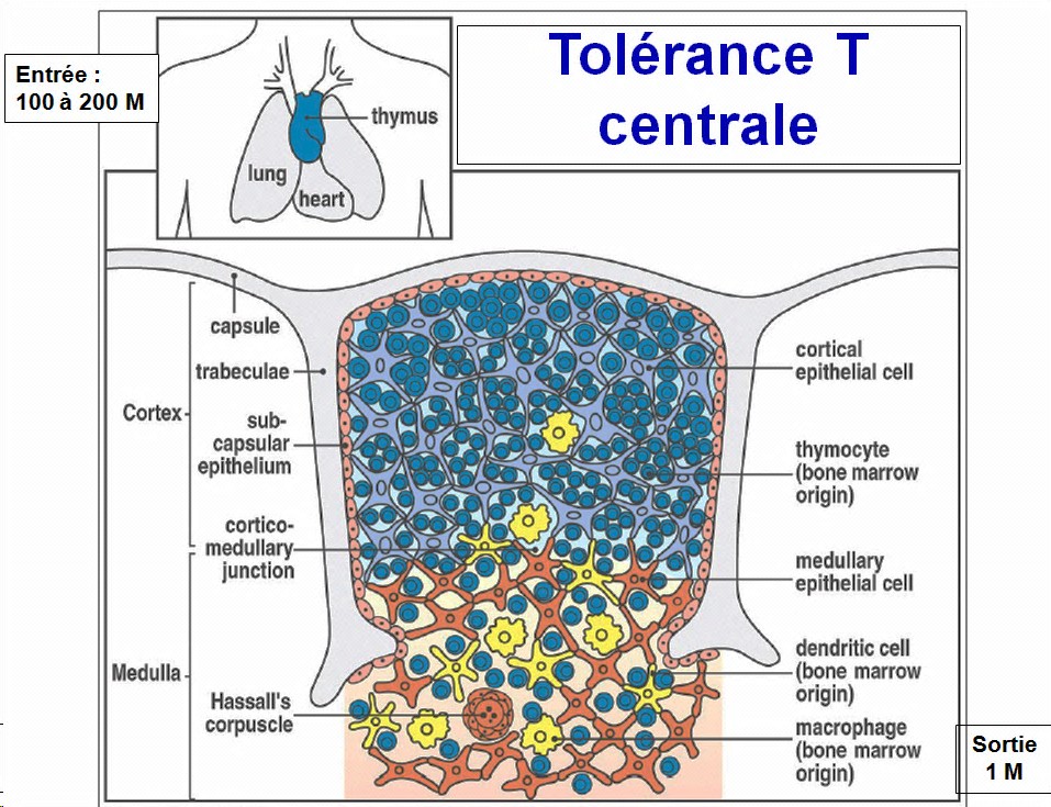 Tolérance immunitaire 4