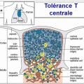 Tolérance immunitaire 4