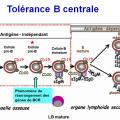 Tolérance immunitaire 6