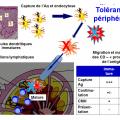 Tolérance immunitaire 8