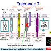 Tolérance immunitaire 9