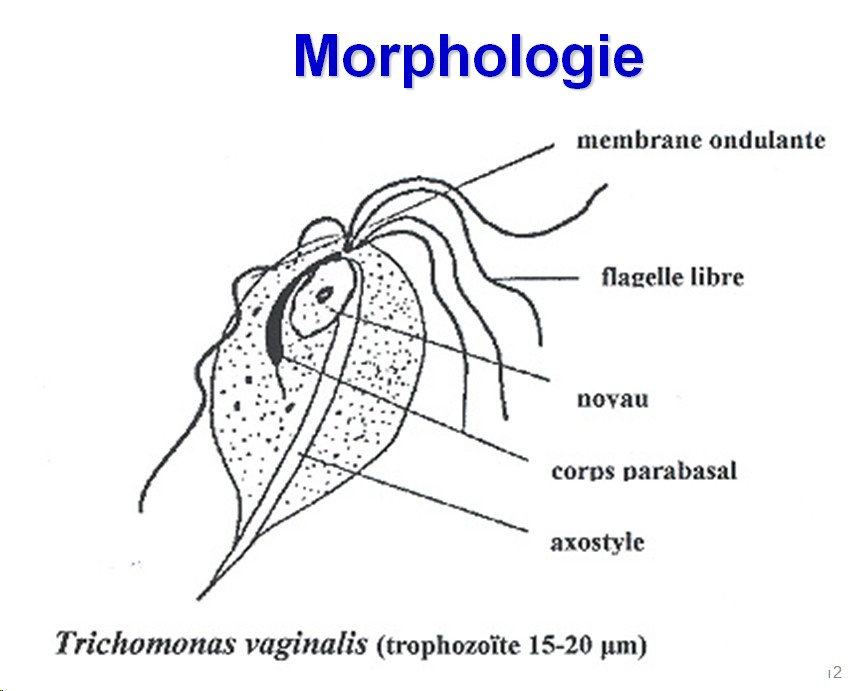 Trichomonas vaginalis et trichomonose (1)