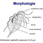 Trichomonas vaginalis et trichomonose (1)