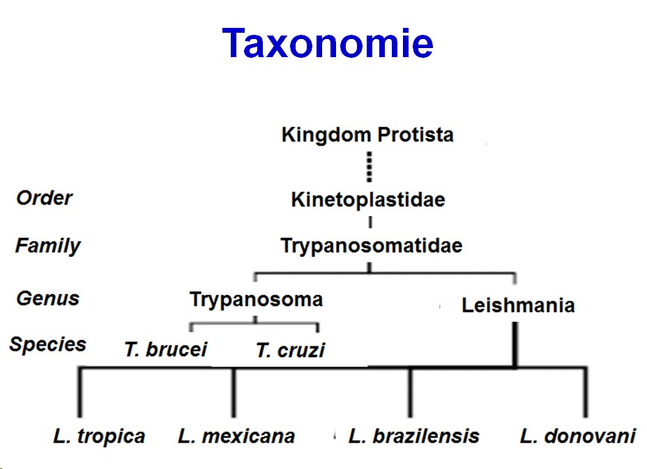 Trypanosoma et trypanosomiase 1