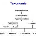 Trypanosoma et trypanosomiase 1
