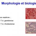 Trypanosoma et trypanosomiase 2