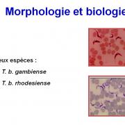 Trypanosoma et trypanosomiase 2
