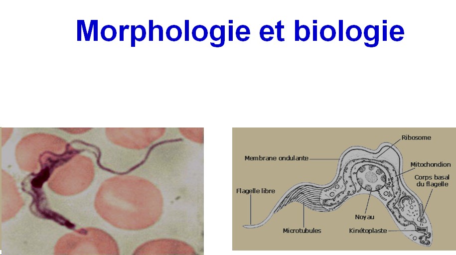 Trypanosoma et trypanosomiase 3