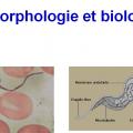 Trypanosoma et trypanosomiase 3
