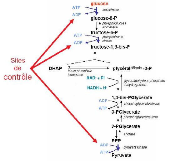 Voie de la glycolyse - sites de contrôle