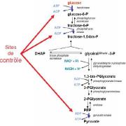 Voie de la glycolyse - sites de contrôle