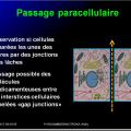 Voies d’administration des médicaments 3